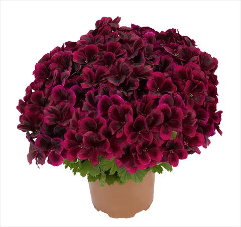Foto de variedad de flores para ser usadas como: Maceta y planta de temporada Pelargonium interspec. RED FOX Graziosa Merlot Red