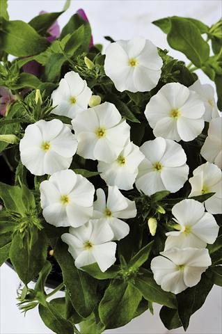 Foto de variedad de flores para ser usadas como: Maceta o Tarrina de colgar Phlox maculata RED FOX Phloxy Lady White