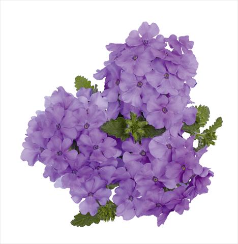 Foto de variedad de flores para ser usadas como: Maceta, planta de temporada, patio Verbena RED FOX Empress Flair Lavender Blue