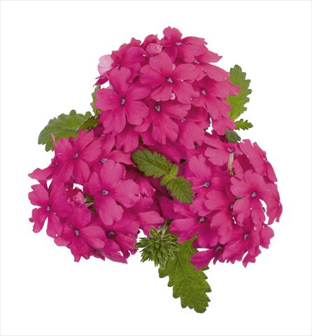 Foto de variedad de flores para ser usadas como: Maceta, planta de temporada, patio Verbena RED FOX Empress Salmon Pink