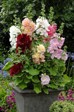 Foto de variedad de flores para ser usadas como: Maceta y planta de temporada Alcea rosea Spring Celebrities