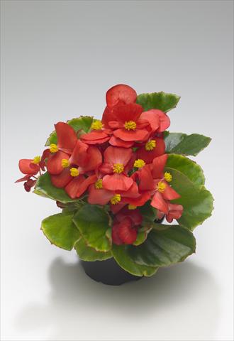 Foto de variedad de flores para ser usadas como: Planta de temporada / borde del macizo Begonia semperflorens Monza Scarlet improved