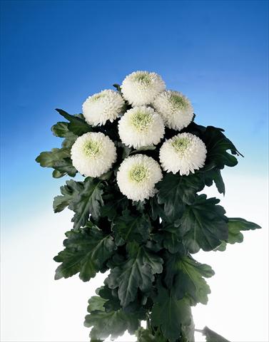 Foto de variedad de flores para ser usadas como: Flor cortada Chrysanthemum Boris Becker