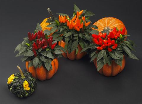 Foto de variedad de flores para ser usadas como: Maceta Capsicum annuum Salsa Halloween Mix