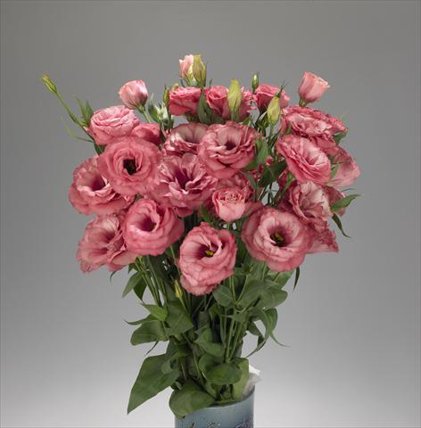 Foto de variedad de flores para ser usadas como: Flor cortada Lisianthus (Eustoma grandiflorum) Advantage Cherry Sorbet