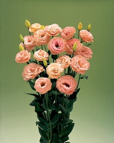 Foto de variedad de flores para ser usadas como: Flor cortada Lisianthus (Eustoma grandiflorum) Arena Apricot