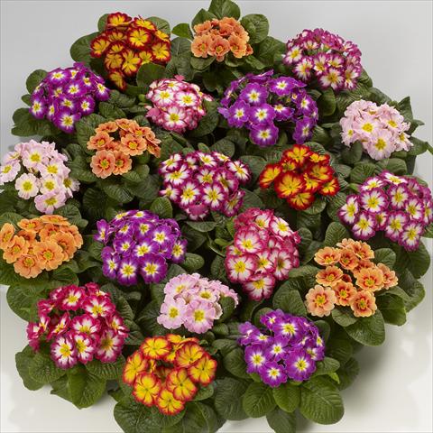 Foto de variedad de flores para ser usadas como: Tarrina de colgar / Maceta Primula acaulis, veris, vulgaris Mega F1 Bicolor