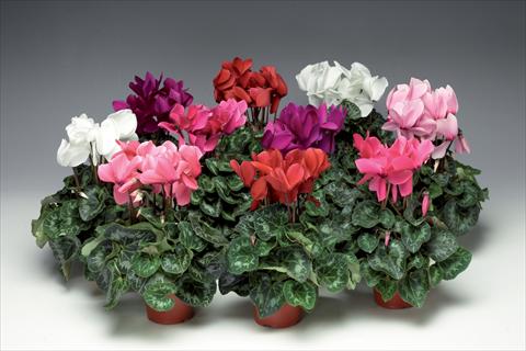 Foto de variedad de flores para ser usadas como: Maceta y planta de temporada Cyclamen persicum Perfetto F1 Uni Mix