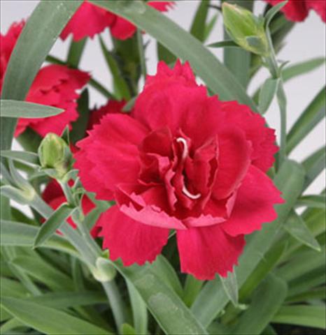 Foto de variedad de flores para ser usadas como: Maceta y planta de temporada Dianthus caryophyllus Sun Charm Red