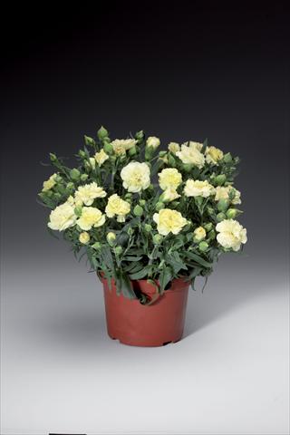 Foto de variedad de flores para ser usadas como: Maceta y planta de temporada Dianthus caryophyllus Sun Charm Yellow