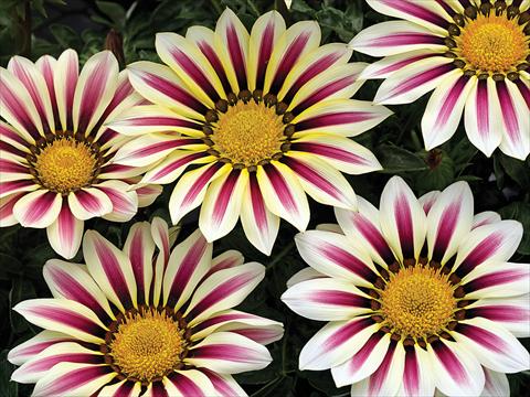 Foto de variedad de flores para ser usadas como: Maceta y planta de temporada Gazania Big Kiss™ White Flame