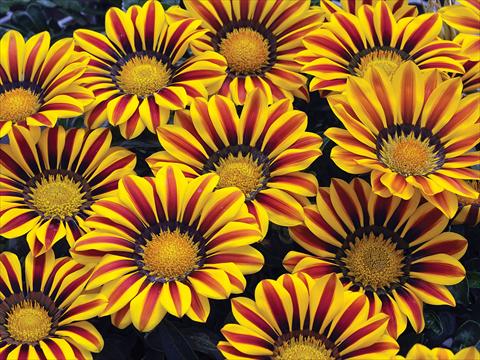 Foto de variedad de flores para ser usadas como: Maceta y planta de temporada Gazania Big Kiss Yellow Flame
