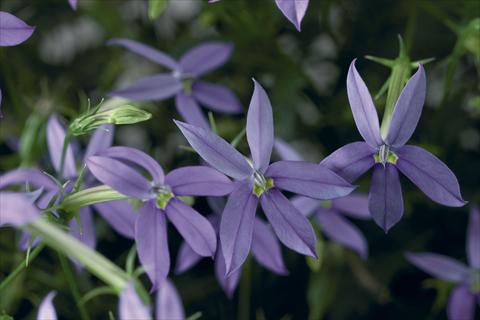 Foto de variedad de flores para ser usadas como: Maceta, planta de temporada, patio Laurentia Astro Blue