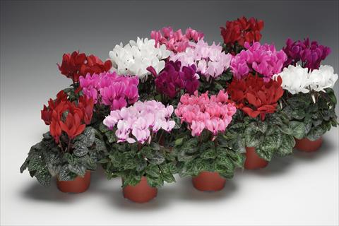 Foto de variedad de flores para ser usadas como: Maceta y planta de temporada Cyclamen persicum Zanetto Mix