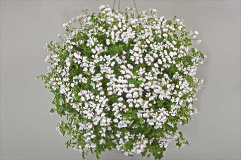 Foto de variedad de flores para ser usadas como: Maceta, patio, Tarrina de colgar Pelargonium peltatum Cascade White