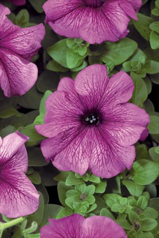 Foto de variedad de flores para ser usadas como: Maceta, patio, Tarrina de colgar Petunia grandiflora Bravo® F1 Plume