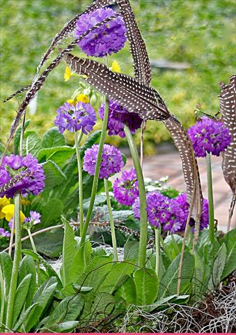 Foto de variedad de flores para ser usadas como: Maceta y planta de temporada Primula denticulata Corolla Blue