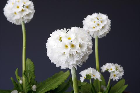 Foto de variedad de flores para ser usadas como: Maceta y planta de temporada Primula denticulata Corolla White