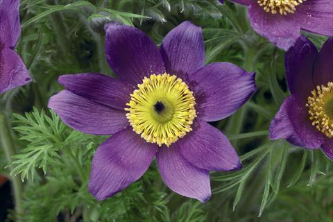 Foto de variedad de flores para ser usadas como: Maceta y planta de temporada Pulsatilla vulgaris Pinwheel Blue Violet Shades
