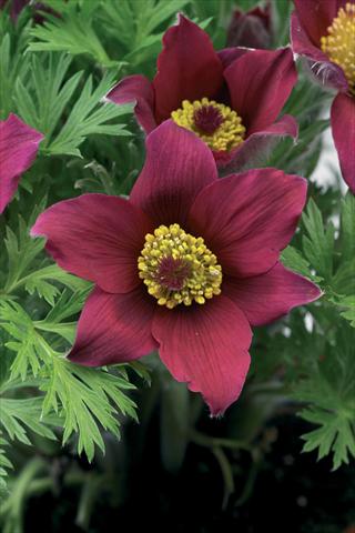 Foto de variedad de flores para ser usadas como: Maceta y planta de temporada Pulsatilla vulgaris Pinwheel Dark Red Shades