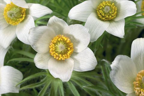 Foto de variedad de flores para ser usadas como: Maceta y planta de temporada Pulsatilla vulgaris Pinwheel White