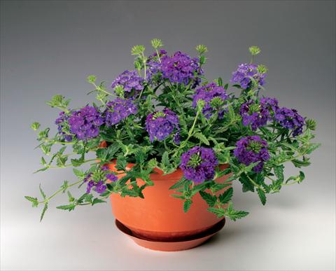 Foto de variedad de flores para ser usadas como: Maceta, patio, Tarrina de colgar Verbena Lanai® Denim Blu