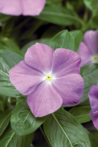Foto de variedad de flores para ser usadas como: Maceta y planta de temporada Catharanthus roseus - Vinca Sunstorm© Light Blue