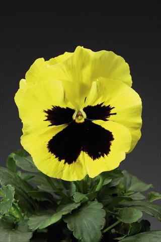 Foto de variedad de flores para ser usadas como: Maceta y planta de temporada Viola wittrockiana Delta F1 Primrose w Blotch Improved