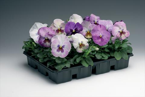 Foto de variedad de flores para ser usadas como: Maceta y planta de temporada Viola wittrockiana Delta F1 Purple Surprise