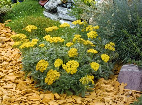 Foto de variedad de flores para ser usadas como: Maceta y planta de temporada Achillea tomentosa Goldie