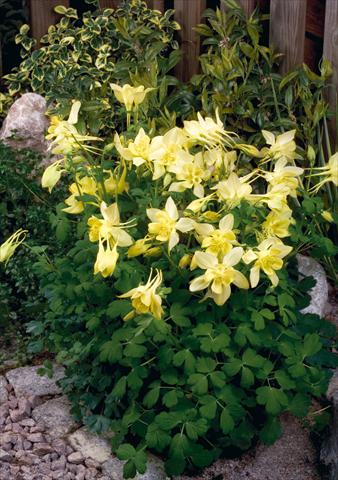 Foto de variedad de flores para ser usadas como: Maceta y planta de temporada Aquilegia hybrida Spring Magic® Yellow