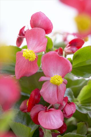 Foto de variedad de flores para ser usadas como: Maceta y planta de temporada Begonia hybrida Kazan® Red