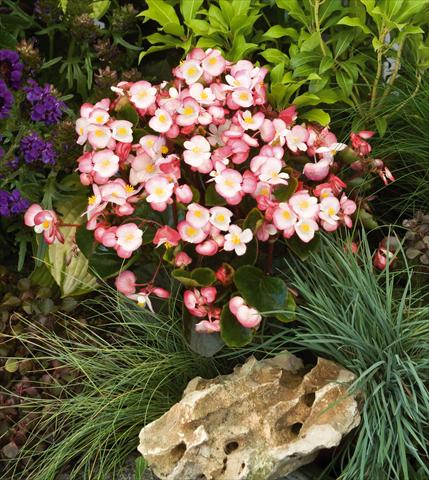 Foto de variedad de flores para ser usadas como: Maceta y planta de temporada Begonia semperflorens Super Olympia® Bicolor