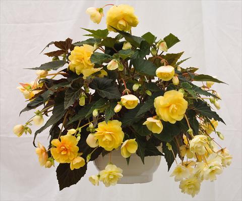 Foto de variedad de flores para ser usadas como: Maceta, planta de temporada, patio Begonia tuberhybrida Illumination® Peaches