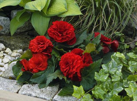 Foto de variedad de flores para ser usadas como: Maceta o cesta de trasplante Begonia tuberhybrida Primary® Deep Red