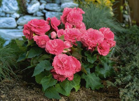 Foto de variedad de flores para ser usadas como: Maceta o cesta de trasplante Begonia tuberhybrida Primary® Pink Shades