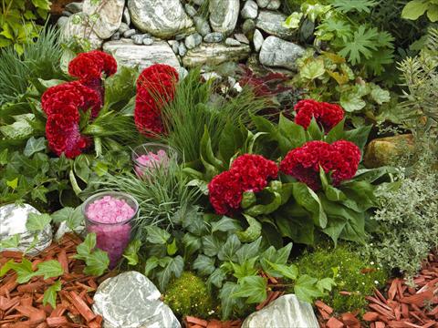 Foto de variedad de flores para ser usadas como: Maceta y planta de temporada Celosia cristata Amigo Red