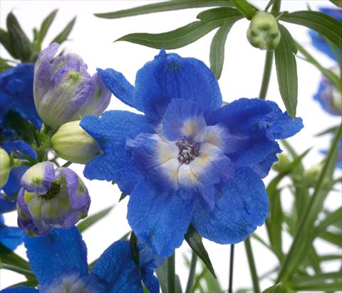 Foto de variedad de flores para ser usadas como: Maceta o Tarrina de colgar Delphinium grandiflorum Summer Cloud