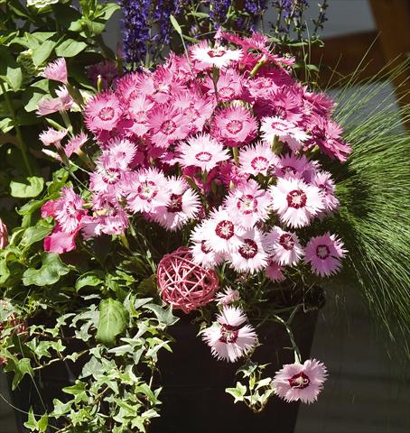Foto de variedad de flores para ser usadas como: Maceta y planta de temporada Dianthus gratianapolitanus Flavora Rose Shades