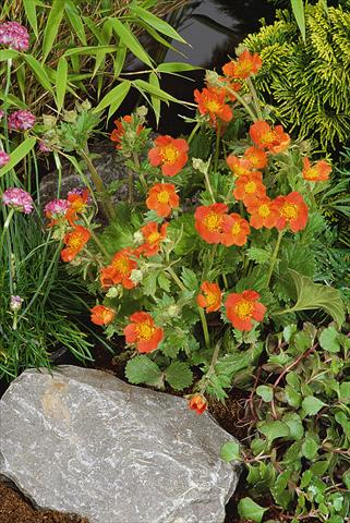 Foto de variedad de flores para ser usadas como: Planta de temporada / borde del macizo Geum coccineum Koi