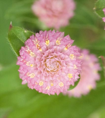 Foto de variedad de flores para ser usadas como: Maceta y planta de temporada Gomphrena globosa Las Vegas Pink