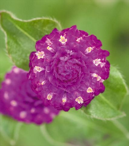 Foto de variedad de flores para ser usadas como: Maceta y planta de temporada Gomphrena globosa Las Vegas Purple