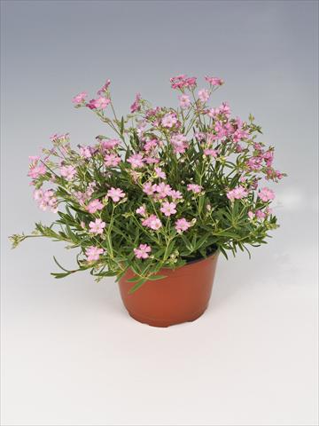 Foto de variedad de flores para ser usadas como: Maceta o Tarrina de colgar Gypsophila repens Filou Rose