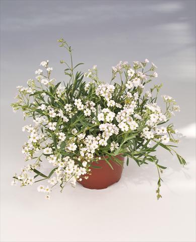 Foto de variedad de flores para ser usadas como: Maceta o Tarrina de colgar Gypsophila repens Filou White