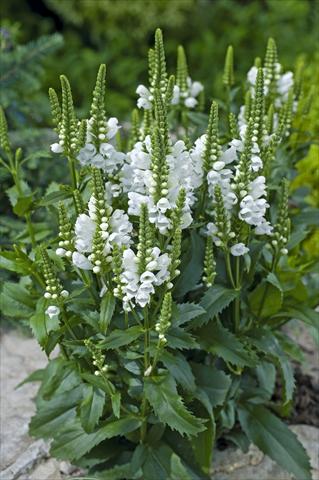 Foto de variedad de flores para ser usadas como: Maceta y planta de temporada Physostegia virginiana Crystal Peak White