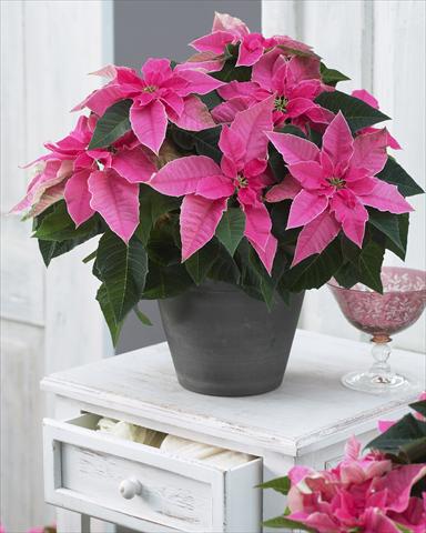 Foto de variedad de flores para ser usadas como: Maceta Poinsettia - Euphorbia pulcherrima Princettia® Hot Pink