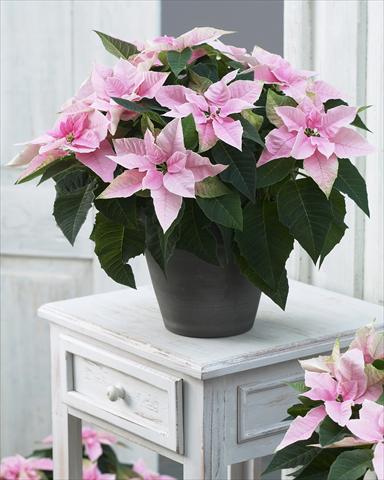 Foto de variedad de flores para ser usadas como: Maceta Poinsettia - Euphorbia pulcherrima Princettia® Pink