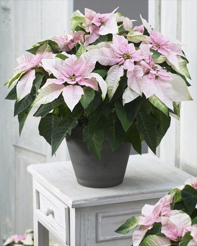 Foto de variedad de flores para ser usadas como: Maceta Poinsettia - Euphorbia pulcherrima Princettia® Soft Pink