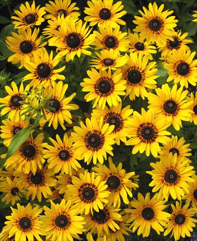 Foto de variedad de flores para ser usadas como: Maceta y planta de temporada Rudbeckia hirta Denver Daisy