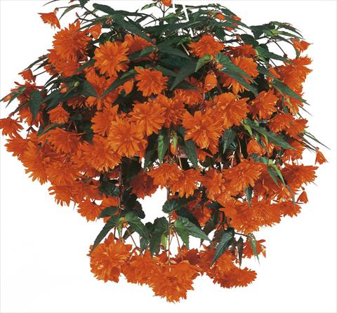 Foto de variedad de flores para ser usadas como: Maceta, patio, Tarrina de colgar Begonia cultivars Orange DSG®